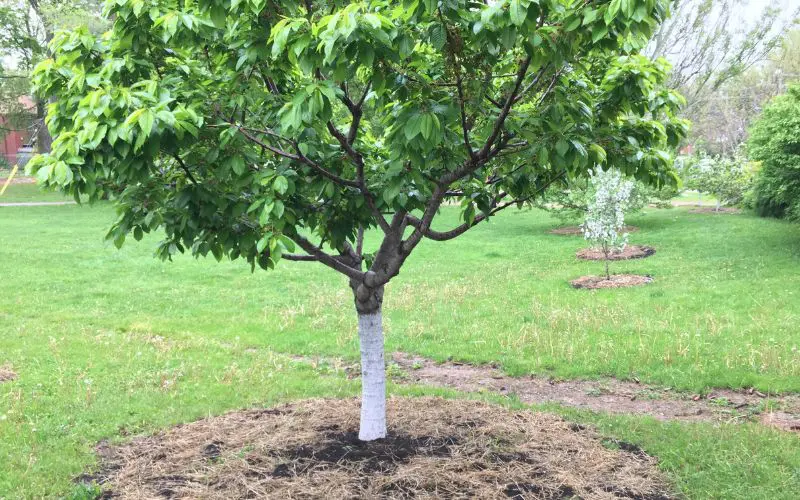 Why Fruit Trees Struggle - and What Helps Them Thrive. Susan recalls how the hard clay soil at Ben Nobleman Community Orchard gradually became a more welcoming environment for earthworms after years of composting and mulching. Healthy soil takes time - and ongoing care. Photo credit: Orchard People.
