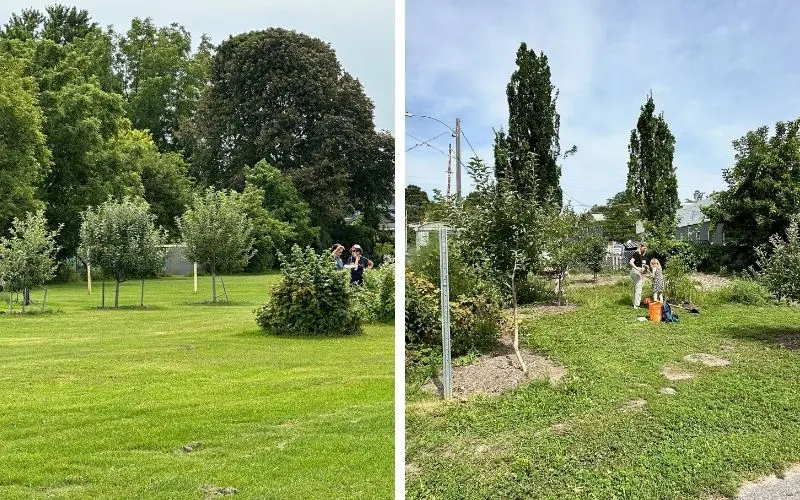 Why Fruit Trees Struggle - and What Helps Them Thrive. Two community orchards in Peterborough, Ontario. Although the trees were planted around roughly the same time, their growth was noticeably different - prompting Susan and Christina to investigate what might be happening beneath the soil.