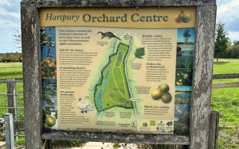 Why grow perry pears. The Hartpury Orchard Centre contains the National Collection of perry pear trees. Photo credit: Orchard People.
