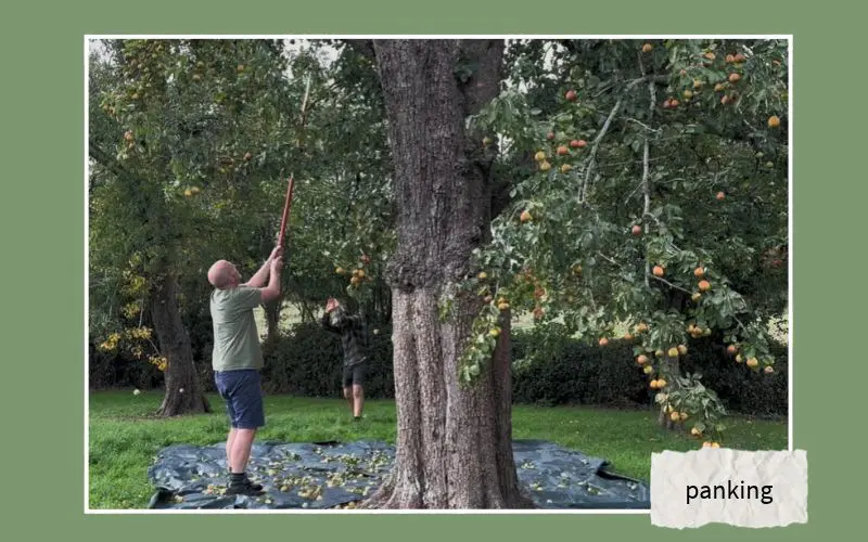 Why grow perry pears. Phil uses a panking pole to encourage ready fruit to fall, taking care not to damage branches. Watch out for falling pears! Photo credit: Orchard People.