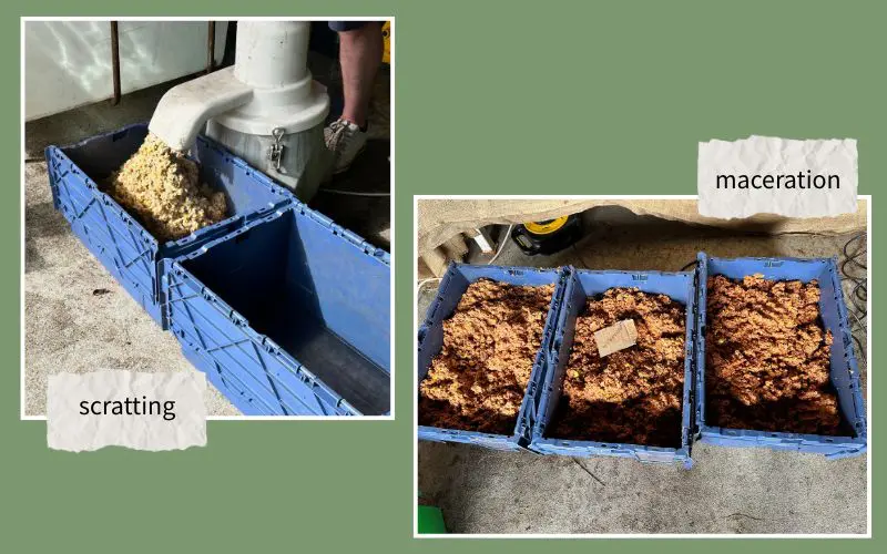 Why grow perry pears. After harvesting, perry pears are crushed and pressed to extract juice, which is then fermented into traditional perry. Photo credit: Orchard People.