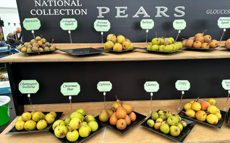 Why grow perry pears. Traditional perry pears come in many shapes, colours, and flavours. Some rare varieties survive today thanks to dedicated orchard volunteers. Photo credit: Orchard People.