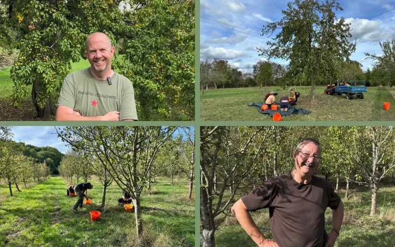 Why grow perry pears. Phil Kester (top left) and Mark McDonald (bottom right) manage 99 Pines. Volunteers gather ripe perry pears from the ground (top right and bottom left). Photo credit: Orchard People.