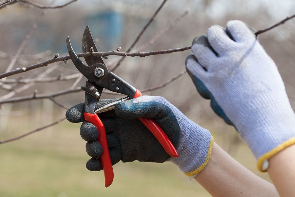 Hands with gloves and hand pruner poised to prune apple tree | When to prune fruit trees