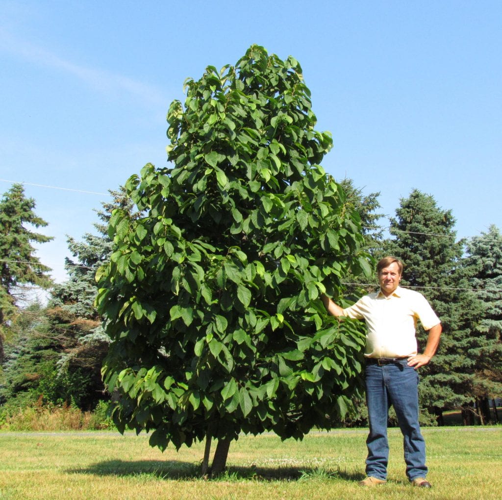 How to grow pawpaws, and how to enjoy the fruit of this native tree