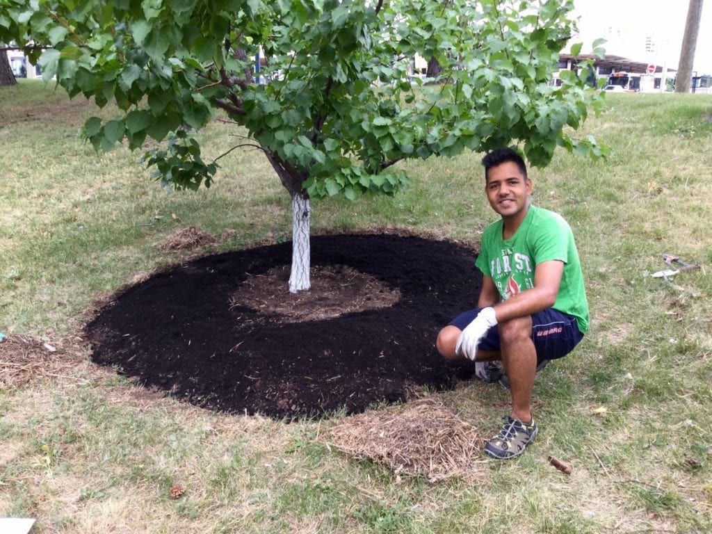 Image of Black mulch around young tree