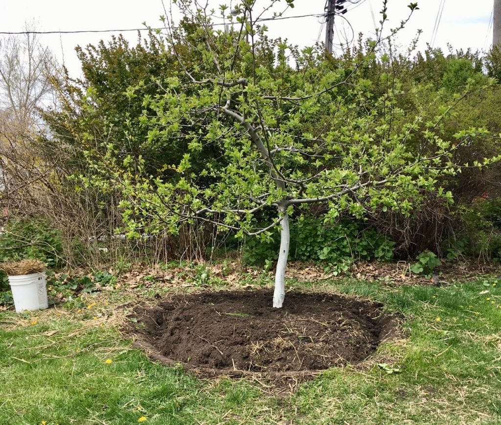 Mulch circle around apple tree | fruit tree mulch