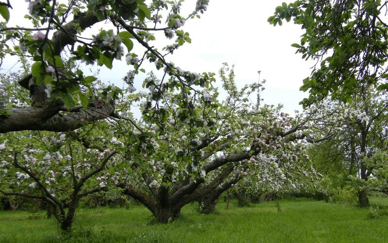 Старые яблоневые сады в Великобритании. Как обрезать старые яблони?