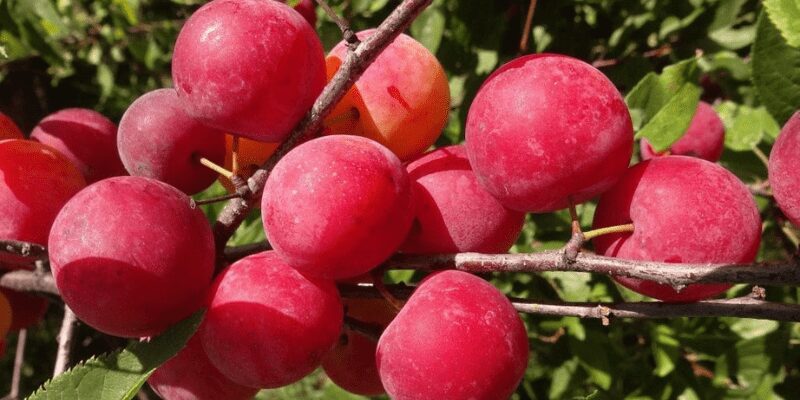 Bright pink beach plums growing on shrub - How to grow beach plums