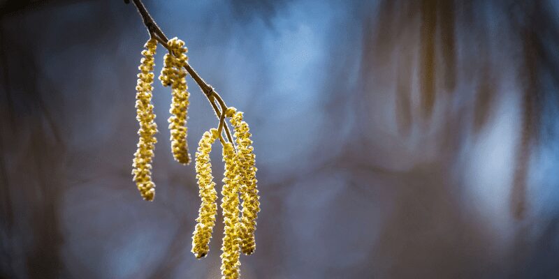 Close up of yellow catkins or spring flowers of the hazelnut tree.