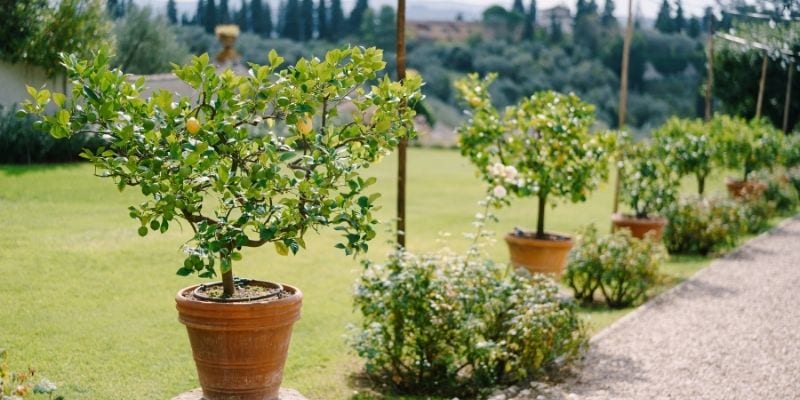 Lemon trees in pots along a walkway in the summer. Part of Indoor Lemon Tree Care may involve taking your lemon tree outdoors for the summer months. 