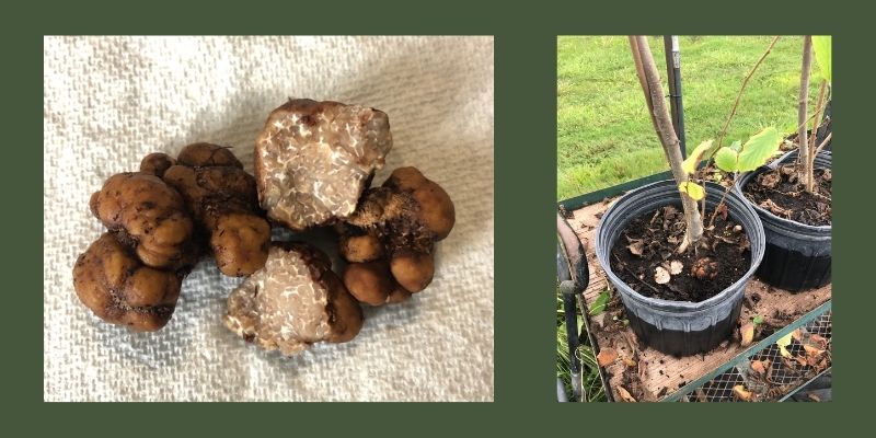 Dual Cropping: Growing Hazelnuts and Truffles