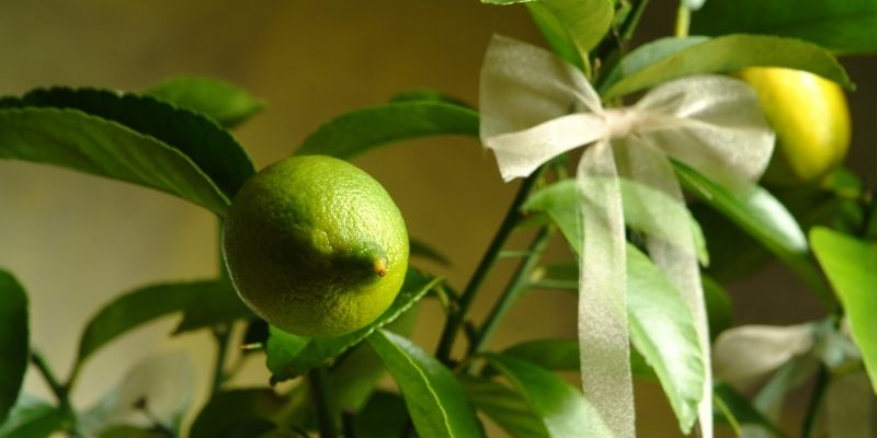 Unripe lemons on an indoor lemon tree.Indoor Lemon Tree Care
