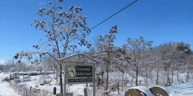 View of the Enchanted Edible Forest in NY State in the winter showing food forest design. 