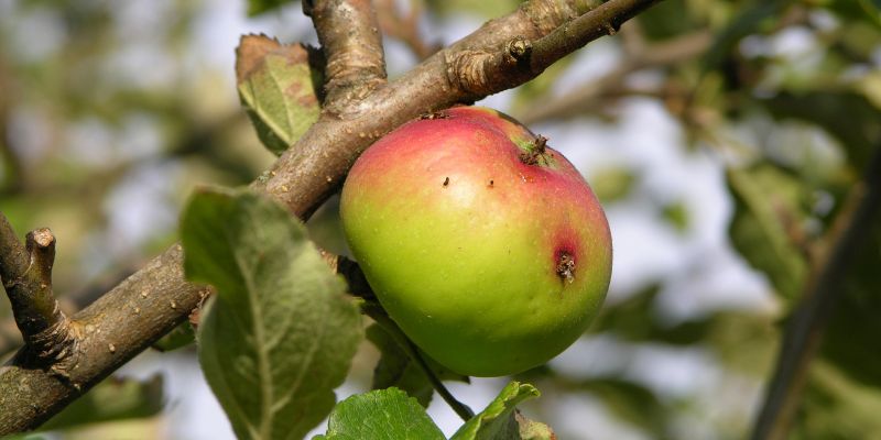 Apple on tree with insect damage. Keep bugs off fruit trees naturally.