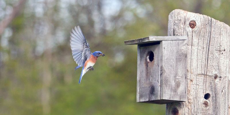 Eastern bluebird flies toward wooden nesting box on wooden post. Keep bugs off fruit trees naturally.
