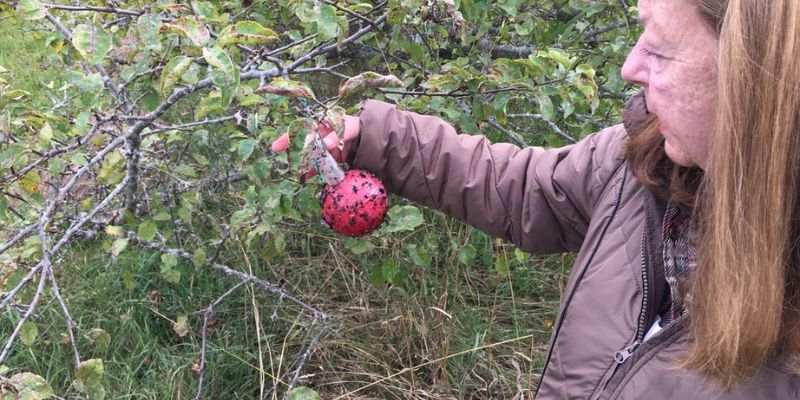 Gaye Trombley, owner of Avalon Organic Orchards in Ontario, holds a red spherical ball trap. Keep bugs off fruit trees naturally.