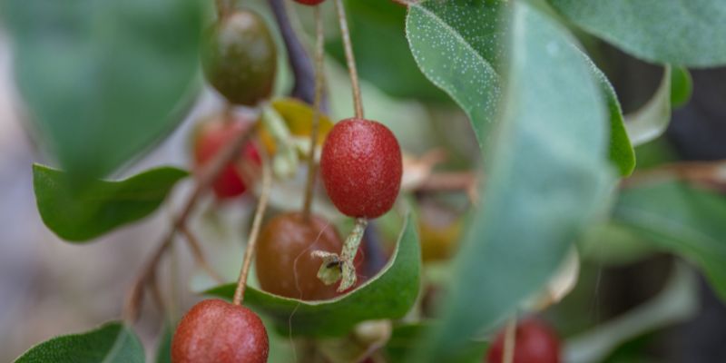 Close up of goumi berries on plants. The Goumi plant is a nitrogen fixer and a helpful plant in a food forest. 