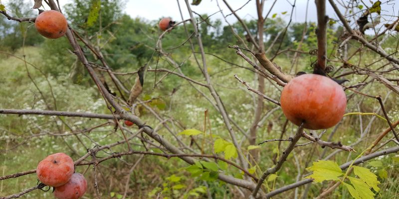 Persimmons in a food forest in the late fall. 
