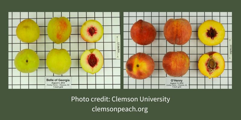 Clingstone vs Freestone Peaches – Pearson Farm