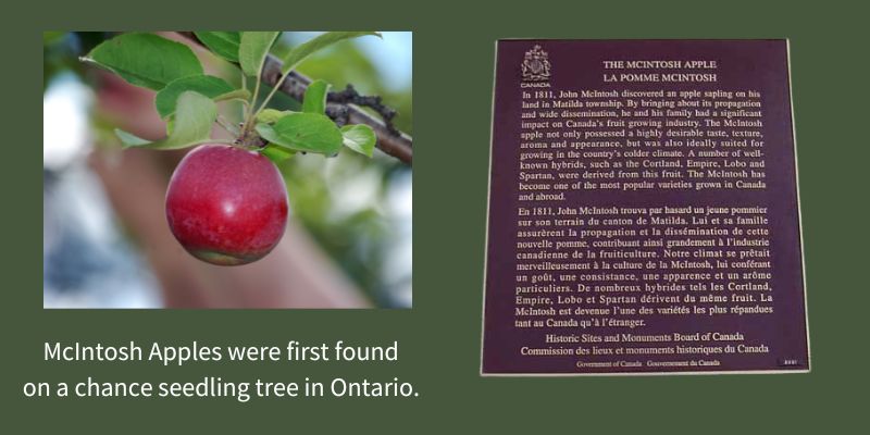 Whiffletree - Catalogue-Hardy Fruit Trees-Automne 2018, PDF, Apple