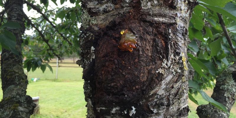 Gummosis in cherry trees start off with a canker, or a sunken patch on the tree's bark. Bacterial canker is one of the causes of gummosis on cherry tree