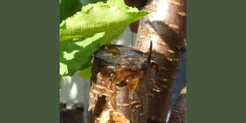 Stub on a cherry tree oozing with gummosis. Bacterial canker is one common cause of gummosis in cherry trees. 