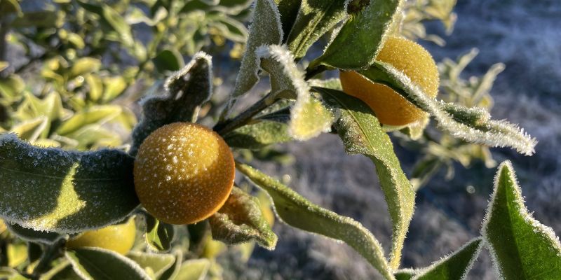 A Guide to Frost-Proof Peach Trees