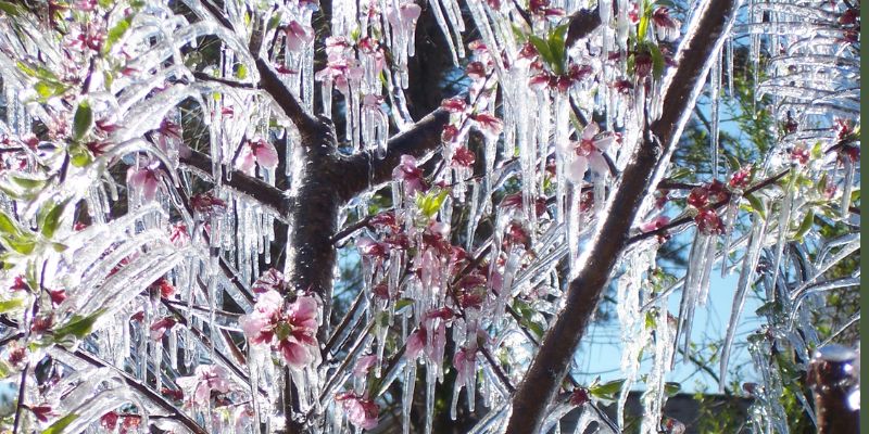 Close up of peach blossoms encased in a layer of ice. This is what it looks like when you are protecting your fruit tree from frost with water. 