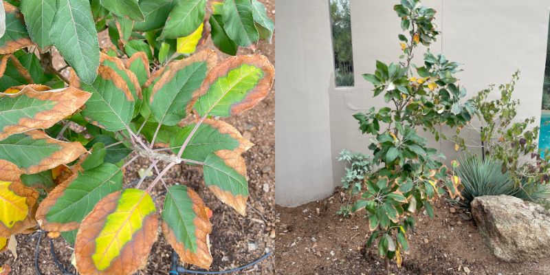 Tree leaves with brown margins and chlorosis |Over-fertilizing fruit trees.