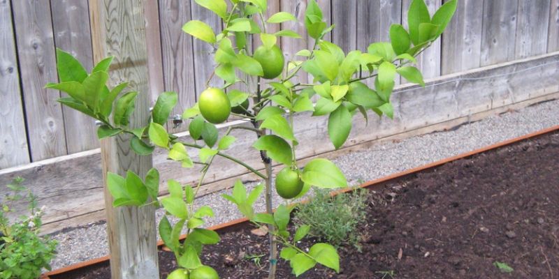 Lemon tree in garden with yellowing leaves |Over-fertilizing fruit trees.