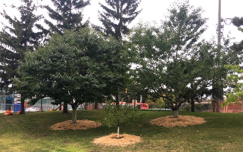 Three cherry trees in park, mulched with straw to help retain moisture. 