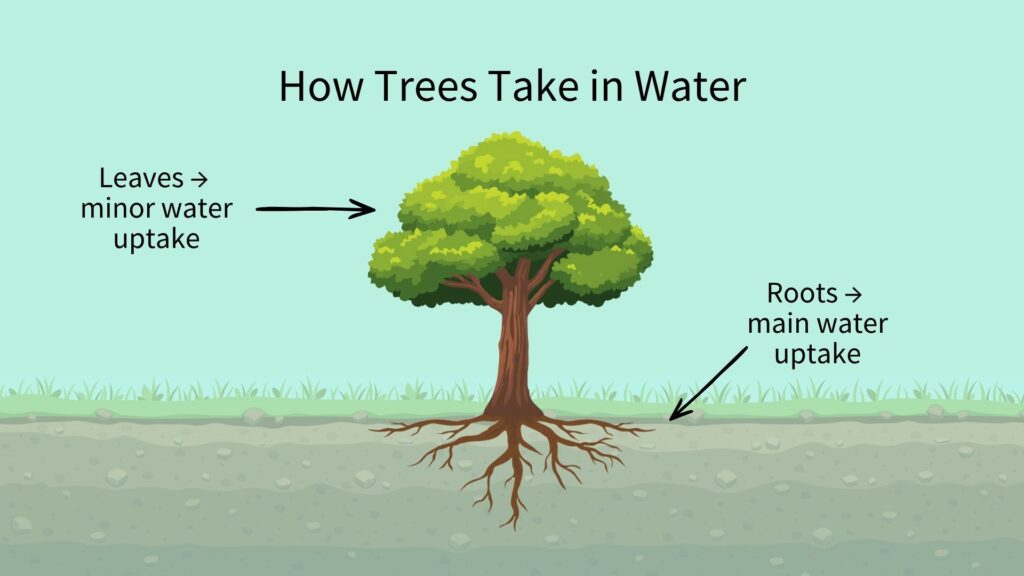 Watering and feeding fruit trees. An illustration of a tree showing 2 ways of how trees take in water. Pointing at the leaves for minor water uptake and the roots for main water uptake. Image credit: Orchard People.